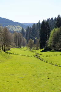 Scenic view of grassy field