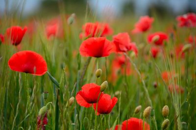 Close-up of poppy flowers blooming in field