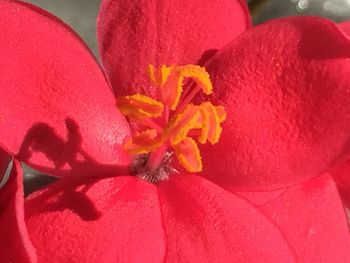 Close-up of red flowers blooming outdoors