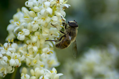 Close-up of bee pollinating on flower