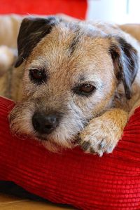 Thoughtful dog relaxing at home