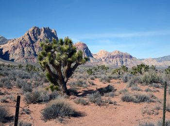 Scenic view of desert against clear sky