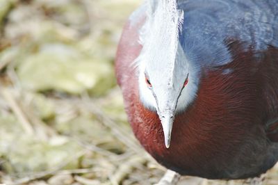 Close-up of bird