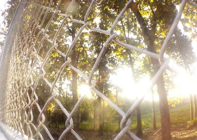 Trees in sunlight