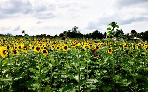 Scenic view of sunflower field against sky