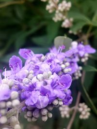 Close-up of purple flowers