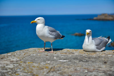 Seagull perching on rock by sea against sky