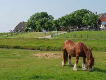 Hallig hooge in the north sea