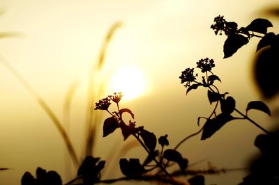 Close-up of silhouette plant against sky during sunset