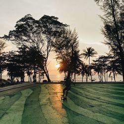 Trees on field against sky at sunset