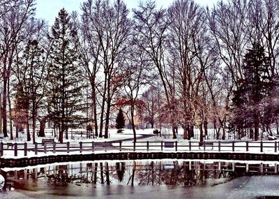 Bare trees in winter