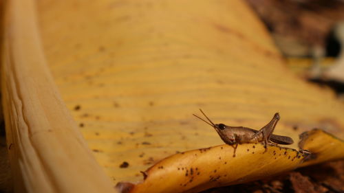 Close-up of insect
