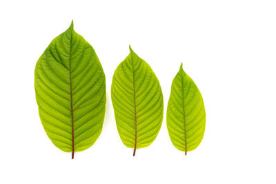 Close-up of green leaves against white background