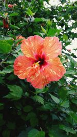 Close-up of hibiscus blooming outdoors