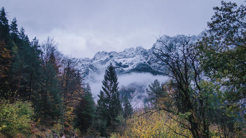 Scenic view of trees in forest against sky