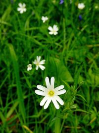 Close-up of flowers against blurred background