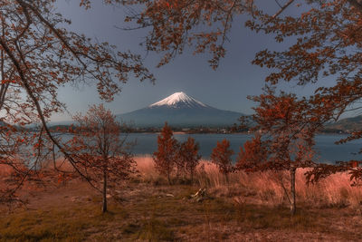 View of trees with mountain in background