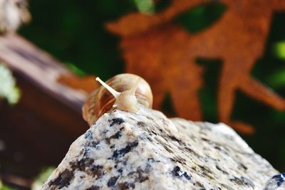 Close-up of snail on wood
