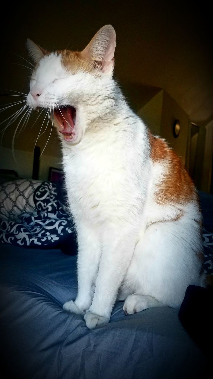 CLOSE-UP OF A CAT SITTING ON SOFA AT HOME