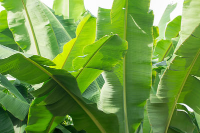Close-up of green leaves on plant