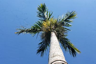 Low angle view of palm tree against blue sky