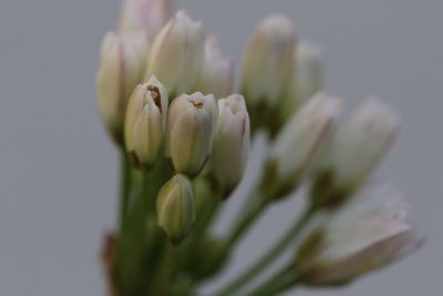 Close-up of white flower buds