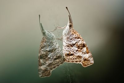 Close-up of moth