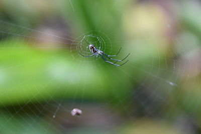 Close-up of spider and web against blurred background