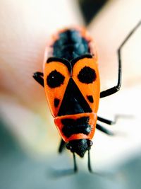 Close-up of ladybug on leaf