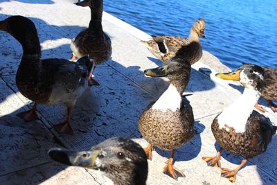 High angle view of ducks in lake