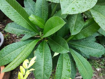 High angle view of dew drops on leaves