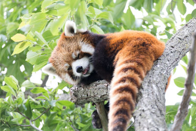 Low angle view of red panda relaxing on tree