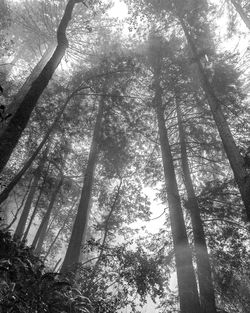 Low angle view of trees in forest