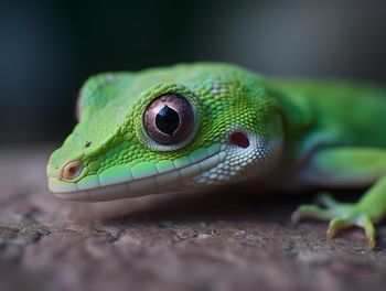 Close-up of lizard