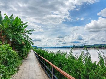 Footpath amidst plants against sky