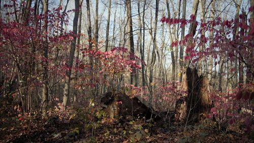 View of flowering plants in forest