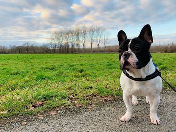 Dog standing in field