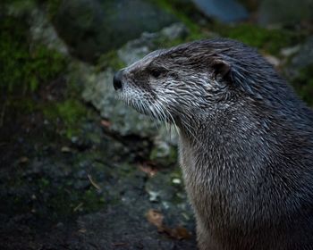 Close-up of otter