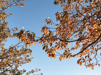 Low angle view of tree against sky