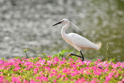 Bird perching on a flower