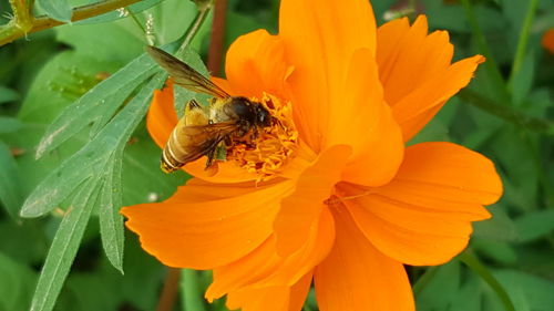 Close-up of insect on yellow flower