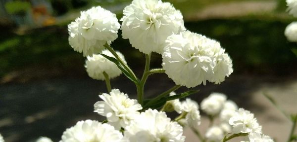 Close-up of white flowering plant