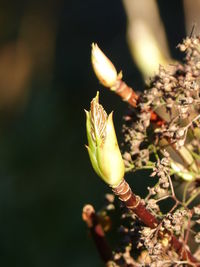 Close-up of insect on flower