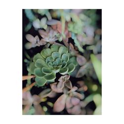 Directly above shot of flowering plants