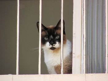 Portrait of cat looking through window