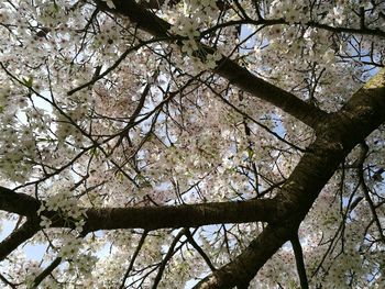 Low angle view of trees against sky