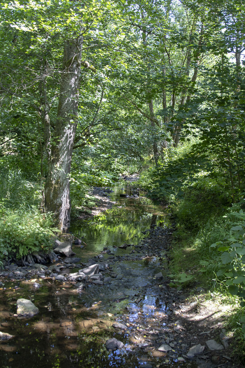 TREES GROWING IN FOREST