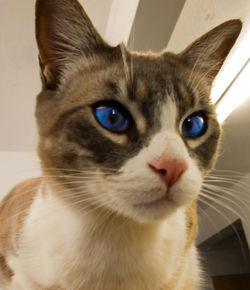 Close-up portrait of cat