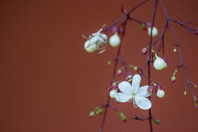 Close-up of red flowering plant