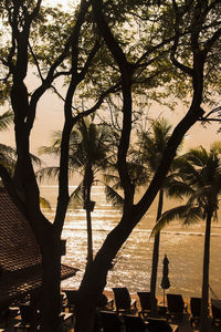 Silhouette trees on beach against sky